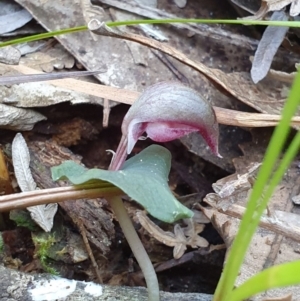 Corybas aconitiflorus at Jervis Bay, JBT - suppressed