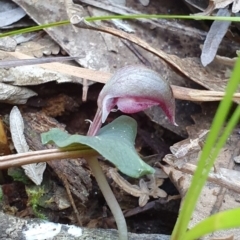 Corybas aconitiflorus at Jervis Bay, JBT - 25 May 2019