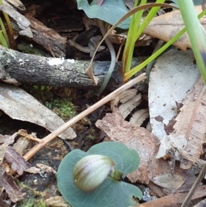 Corybas aconitiflorus at Jervis Bay, JBT - suppressed