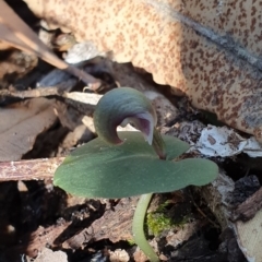 Corybas aconitiflorus (Spurred Helmet Orchid) at Booderee National Park - 25 May 2019 by AaronClausen