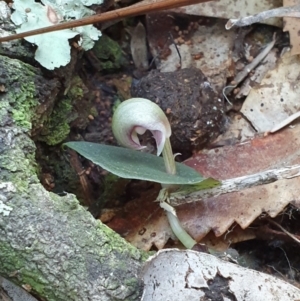 Corybas aconitiflorus at Jervis Bay, JBT - 25 May 2019