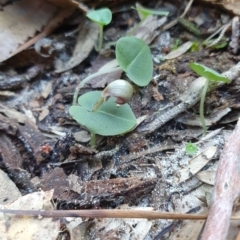 Corybas aconitiflorus at Jervis Bay, JBT - 25 May 2019