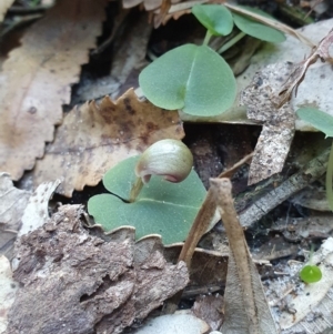 Corybas aconitiflorus at Jervis Bay, JBT - 25 May 2019