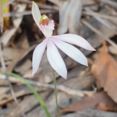 Caladenia picta (Painted fingers) at Booderee National Park - 25 May 2019 by AaronClausen