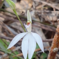 Caladenia picta at Jervis Bay, JBT - 25 May 2019