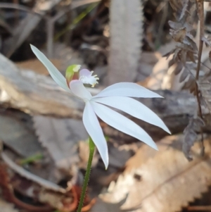 Caladenia picta at Jervis Bay, JBT - 25 May 2019