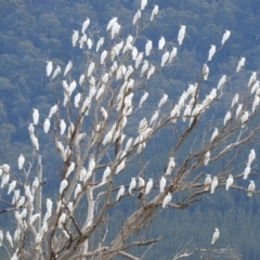 Cacatua galerita (Sulphur-crested Cockatoo) at Paddys River, ACT - 24 May 2019 by Christine