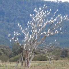 Cacatua galerita at Paddys River, ACT - 24 May 2019