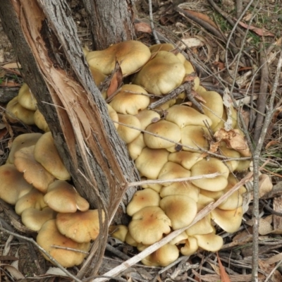 Armillaria luteobubalina (Australian Honey Fungus) at Tidbinbilla Nature Reserve - 24 May 2019 by Christine