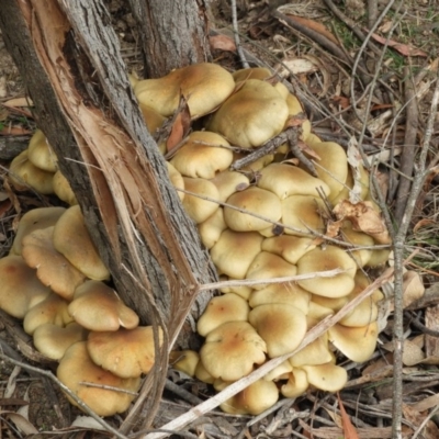 Armillaria luteobubalina (Australian Honey Fungus) at Paddys River, ACT - 24 May 2019 by Christine
