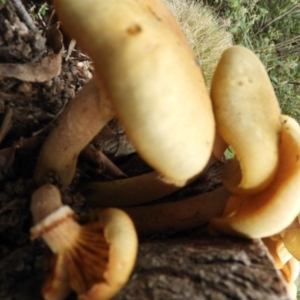 Armillaria luteobubalina at Paddys River, ACT - 24 May 2019 02:12 PM