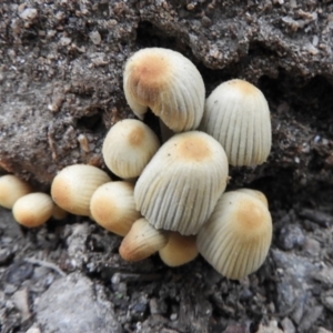 Coprinellus etc. at Paddys River, ACT - 24 May 2019 04:10 PM