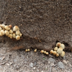 Coprinellus etc. at Paddys River, ACT - 24 May 2019 04:10 PM