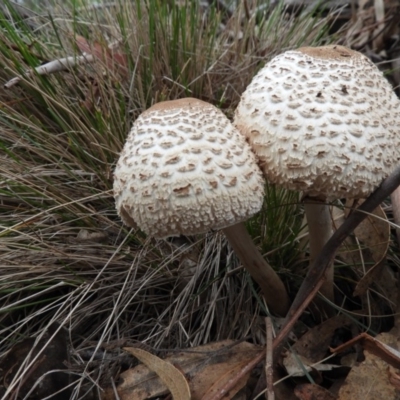 Chlorophyllum/Macrolepiota sp. at Paddys River, ACT - 24 May 2019 by Christine