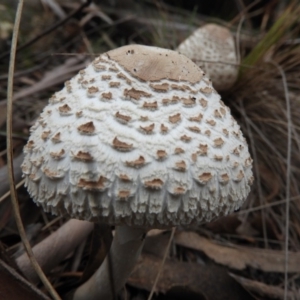 Chlorophyllum/Macrolepiota sp. (genus) at Paddys River, ACT - 24 May 2019 04:24 PM