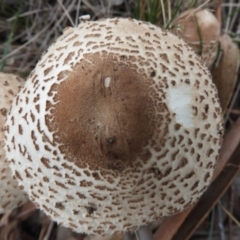 Chlorophyllum/Macrolepiota sp. (genus) at Paddys River, ACT - 24 May 2019