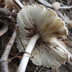 Chlorophyllum/Macrolepiota sp. (genus) at Paddys River, ACT - 24 May 2019