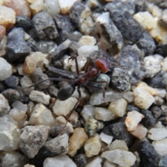 Iridomyrmex purpureus (Meat Ant) at Paddys River, ACT - 24 May 2019 by Christine