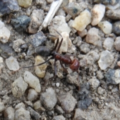 Iridomyrmex purpureus at Paddys River, ACT - 24 May 2019 04:36 PM