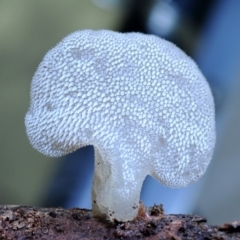 Pseudohydnum gelatinosum (Toothed Jelly) at Kianga, NSW - 16 May 2019 by Teresa