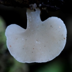 Pseudohydnum gelatinosum at Kianga, NSW - 16 May 2019