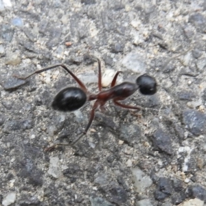 Camponotus intrepidus at Paddys River, ACT - 24 May 2019 04:44 PM