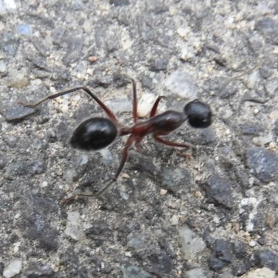 Camponotus intrepidus (Flumed Sugar Ant) at Tidbinbilla Nature Reserve - 24 May 2019 by Christine