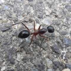 Camponotus intrepidus (Flumed Sugar Ant) at Paddys River, ACT - 24 May 2019 by Christine