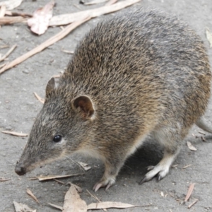 Isoodon obesulus obesulus at Paddys River, ACT - 24 May 2019