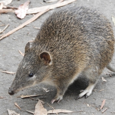 Isoodon obesulus obesulus (Southern Brown Bandicoot) at Tidbinbilla Nature Reserve - 24 May 2019 by Christine