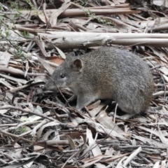 Isoodon obesulus obesulus at Paddys River, ACT - 24 May 2019