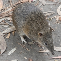 Isoodon obesulus obesulus at Paddys River, ACT - 24 May 2019