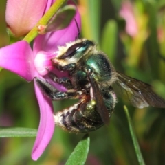 Xylocopa (Lestis) aerata (Golden-Green Carpenter Bee) at ANBG - 25 May 2019 by TimL