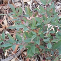 Nandina domestica (Sacred Bamboo) at Isaacs Ridge - 25 May 2019 by Mike