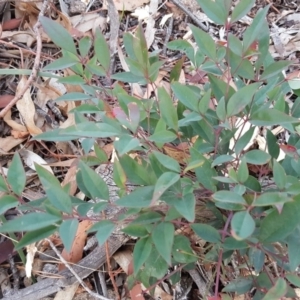 Nandina domestica at Isaacs Ridge - 25 May 2019