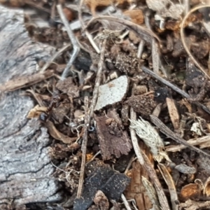 Papyrius nitidus at Isaacs Ridge - 25 May 2019