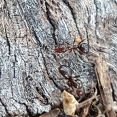 Papyrius nitidus at Isaacs Ridge - 25 May 2019