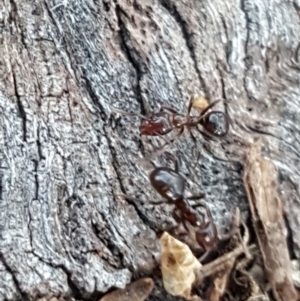 Papyrius nitidus at Isaacs Ridge - 25 May 2019