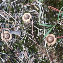Geastrum sp. (genus) (An earthstar) at Isaacs, ACT - 25 May 2019 by Mike