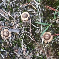 Geastrum sp. (Geastrum sp.) at Isaacs, ACT - 25 May 2019 by Mike