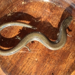 Hemiergis talbingoensis at Yass River, NSW - 25 May 2019 01:13 PM