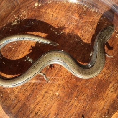 Hemiergis talbingoensis (Eastern Three-toed Earless Skink) at Yass River, NSW - 25 May 2019 by SueMcIntyre