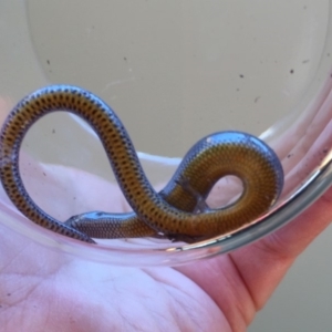 Hemiergis talbingoensis at Yass River, NSW - 25 May 2019