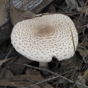 Macrolepiota sp. at Molonglo River Reserve - 25 May 2019