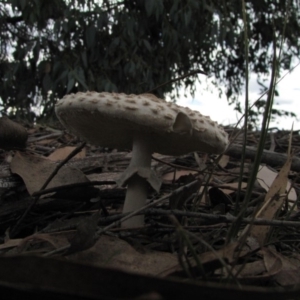 Macrolepiota sp. at Molonglo River Reserve - 25 May 2019