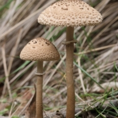 Macrolepiota clelandii (Macrolepiota clelandii) at Tidbinbilla Nature Reserve - 25 May 2019 by Marthijn