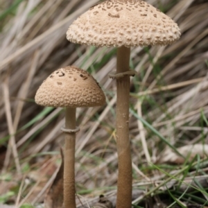 Macrolepiota clelandii at Paddys River, ACT - 25 May 2019