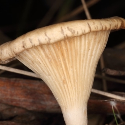Unidentified Cap on a stem; gills below cap [mushrooms or mushroom-like] at Paddys River, ACT - 25 May 2019 by Marthijn