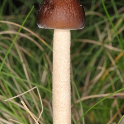 Oudemansiella gigaspora group (Rooting Shank) at Paddys River, ACT - 25 May 2019 by Marthijn