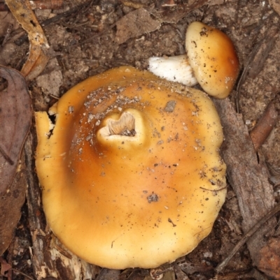 Cortinarius sp. (Cortinarius) at Tidbinbilla Nature Reserve - 25 May 2019 by Marthijn